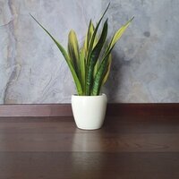 Sansevieria trifasciata Golden Flame