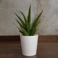 Sansevieria Queen Marble