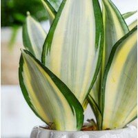 Sansevieria trifasciata Green Ghost