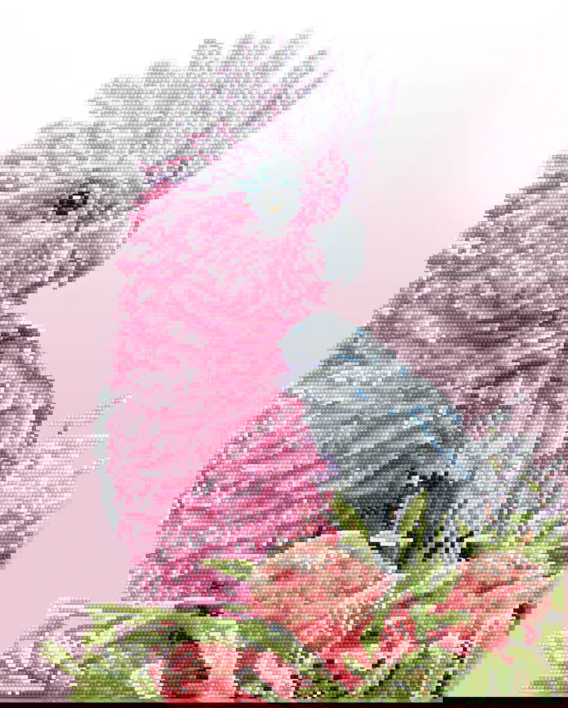 Deimantinė mozaika PINK GALAH BANKSIA 41x51 cm