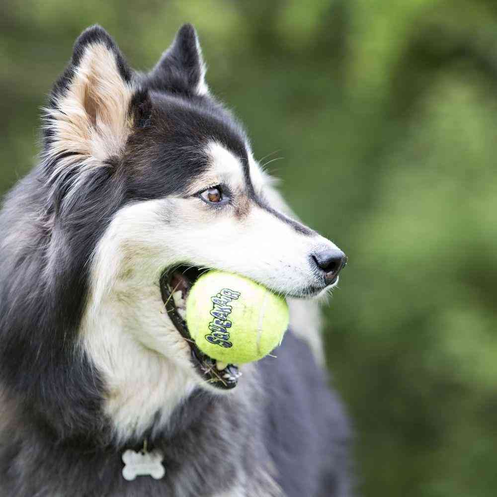 KONG AIRDOG SQUEAKER TENNIS BALL ĮV. DYDŽIŲ TENISO KAMUOLIUKAI ŠUNIMS (pakuotėje) - Produkto Dydis L